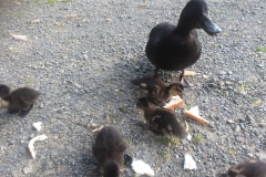 20171019-0812IMG_0333