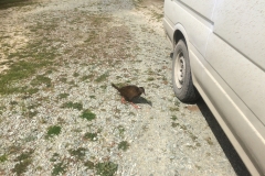 20171019-1454IMG_0339