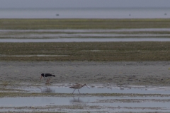 Neusseland - Farewell Spit