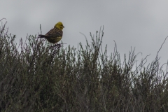 Neusseland - Farewell Spit