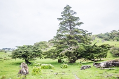 Neusseland - Farewell Spit