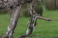 Neusseland - Farewell Spit