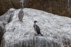 Neuseeland - Able Tasman Coast Track