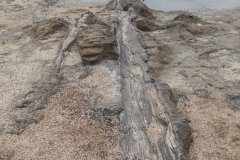 Neuseeland - Petrified Forest Curio Bay