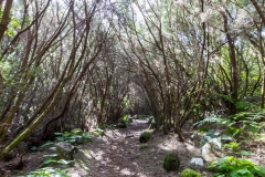 La Palma - Kulturpark La Zarza