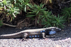 La Palma - Puerto de Sto. Domingo