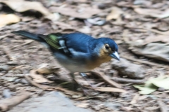 La Palma - Los Tilos