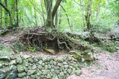 La Palma - Los Tilos