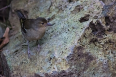 La Palma - Los Tilos