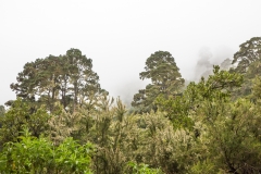 La Palma - Alte Landstraße im Norden
