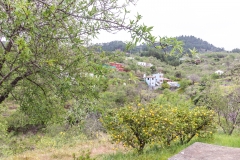 La Palma - Las Tricias