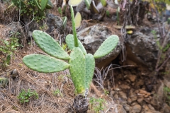 La Palma - Las Tricias