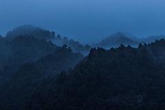 La Palma - Nebel im Wald von Barlovento