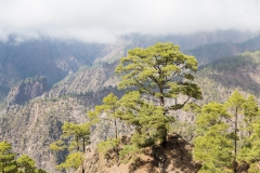 La Palma - Mirador de la Cumbrecita