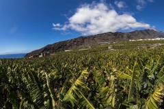 La Palma - Bananenfeld bei Tazacorte