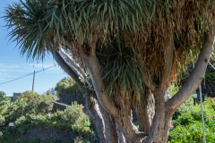 La Palma - Drachenbaum