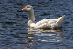 Lingen- Drachenbootregatta