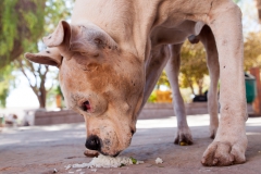 San Pedro de Atacama - Chile
