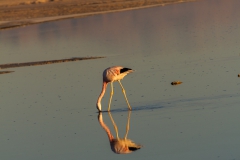 Salar de Atacama (Salzsee) - Chile
