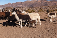 Salar de Uyuni - Bolivien