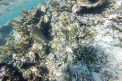 Schnorcheln auf der Jugendinsel - Cuba