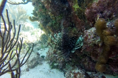 Schnorcheln auf der Jugendinsel - Cuba