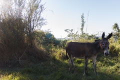 von Camaguey nach Pilon - Cuba