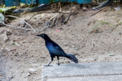 Cayo Levisa - Cuba