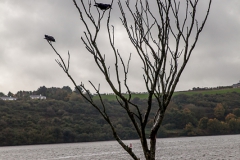 Westküste - Irland