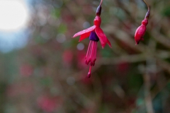 Drombeg Stone Circle - Irland