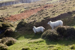 Dursey Island - Irland