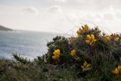 Dursey Island - Irland