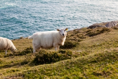 Dursey Island - Irland