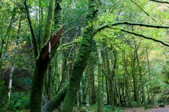 Westküste - Ring of Kerry - Irland