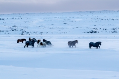 Auf den Weg in die Westfjords - Island