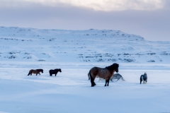 Auf den Weg in die Westfjords - Island