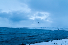 Auf den Weg in die Westfjords - Island