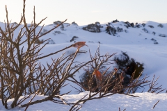 Reykjanes Halbinsel - Blaue Lagune - Island