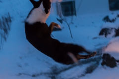 Auf den Weg in die Westfjords - Island