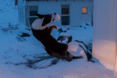 Auf den Weg in die Westfjords - Island