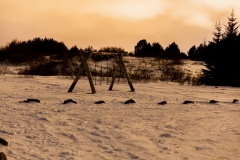 Nordlichter suchen rund um Reykjavik - Island