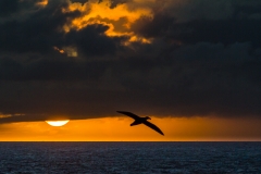 Mit der Ocean Diamond zu den Falklandinseln