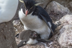 Falklandinseln