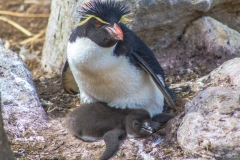 Falklandinseln