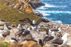 Falklandinseln