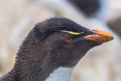 Falklandinseln