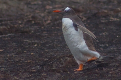 Falklandinseln