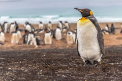 Falklandinseln