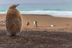 Falklandinseln
