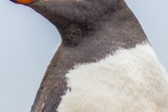 Falklandinseln